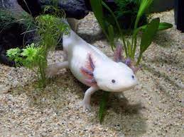 We did not find results for: The Most Unique Aquarium Fish 18 Rare Freshwater Fish To Own