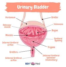 Image result for Bladder Anatomy