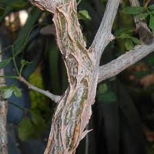 Image result for Commiphora pteleifolia