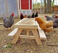 This Mini Picnic Table For Chickens Lets Your Fowl Feed With A Little Bit Of Dignity In 2020 Chicken Garden Chicken Diy Chicken Feeder