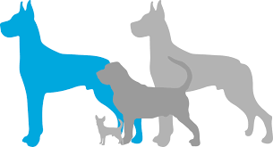 Check spelling or type a new query. Great Dane Puppies For Sale Adoptapet Com