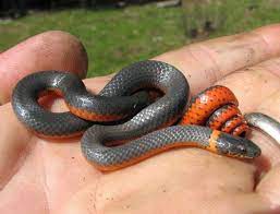 Ringneck Snake Lovely Small Snake Elusive And Harmless Cute Snake Small Snakes Snake