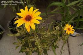 We did not find results for: Plantfiles Pictures Heliopsis False Sunflower Ox Eye Variegated Sunflower Heliopsis Summer Pink Heliopsis Helianthoides Subsp Scabra By Daylilyslp
