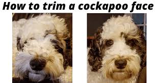 We did not find results for: How To Trim A Cockapoo Face Easy Methods Cockapoo Pride