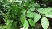 大手毬 オオデマリ の葉ぱの周りが茶色く変色してしまいました 地植え Yahoo 知恵袋