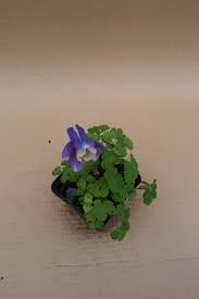 Image result for Aquilegia flabellata ministar
