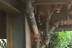 Raccoons Rack Up a Growing Number of Subway Delays