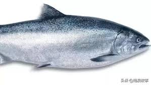 四月二十八号是我的生日 (下课以后) (xià kè yǐhòu). å…¨çƒæœ€é¡¶çº§ä¸‰æ–‡é±¼ æ­£ç¡®çš„åƒæ³•æ˜¯è¿™æ · ç®€å•ç®€æ´ æ¯æ—¥å¤´æ¡