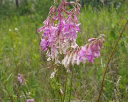 Image result for Hedysarum