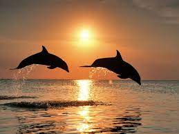 Dolphins Dolphins Photo 41449046 Fanpop
