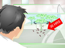 17.01.2020 · setting up the breeding tank for your betta. How To Provide A Protective Breeding Environment For Betta Fish