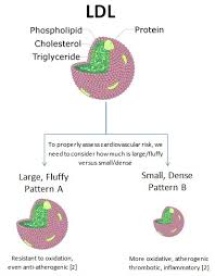 It helps to remove bad cholesterol from your arteries, so a higher hdl level is better. Alan Watson On Twitter Dietitian Kelly Hogan Get Rid Of Bad Ldl Cholesterol Ldl Lipoprotein Delivery Vehicle Not Cholesterol Not Bad 7 Ldl Subclasses Continuum Small Dense Oxidised To Large Fluffy Benign Excess