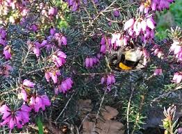 Sollen die tiere an einem bestimmten platz im garten nicht auftauchen, dann können so wird sich auch ein bombus nie an einen grillplatz verirren und dort bei einer feier stören. Eine Der Ersten Hummeln Im Garten Puzzle