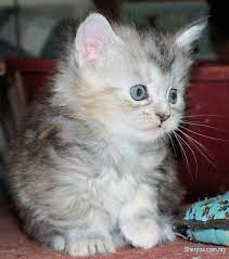Urgent priority listing private advertiser. Beautiful Maine Coon Kittens For Sale Pets For Sale In Kuala Lumpur Sheryna Com My Mobile 658642