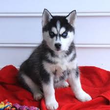 Husky puppies for sale via lancaster puppies. Siberian Husky Puppy For Sale In Gap Pa Adn 65750 On Puppyfinder Com Gender Male Age 8 Weeks Old Husky Puppy Husky Puppies For Sale Siberian Husky