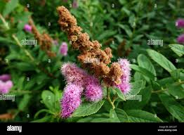 Image result for Spiraea billardii