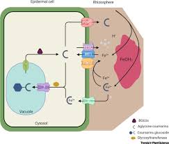 Check spelling or type a new query. The Coumarins Secondary Metabolites Playing A Primary Role In Plant Nutrition And Health Trends In Plant Science