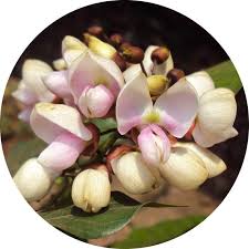 Image result for Millettia pinnata