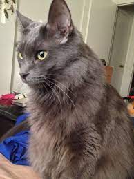 The russian blue is believed to have originated in the port of arkhangelsk in russia. Revere The Nebelung Long Haired Russian Blue Russian Blue Russian Blue Cat Russian Blue Kitten
