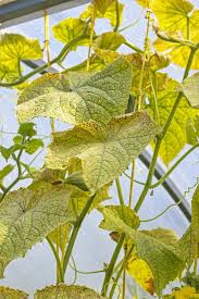 Image result for spider mites cucumber plants