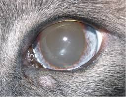 Squamous cell carcinoma (scc) is the most lymphosarcoma and mast cell tumors (mastocytoma) are the next most common tumors that affect the feline eyelid. Periocular Cutaneous Mast Cell Tumors In Cats Evaluation Of Surgical Excision 33 Cases Semantic Scholar