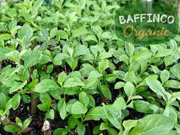 Image result for Vernonia amygdalina