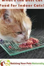 What S The Best Grain Free Dry Cat Food Brand There Isn T One Dry Cat Food Is By Nature Well Dry Cats Dogs Peopl In 2020 Natural Cat Food Best Cat