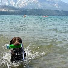 We list the best petfriendly north lake tahoe california hotel and motel rooms allowing pets or dogs. Kiva Beach