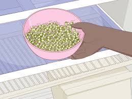 Providing quality nuts, dried fruit & more since 1929. How To Sprout Mung Beans 12 Steps With Pictures Wikihow