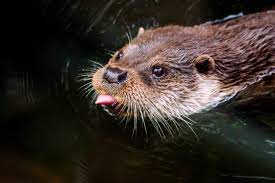 Eurasian Otter Saukko Sivontim Otters Animals Wildlife