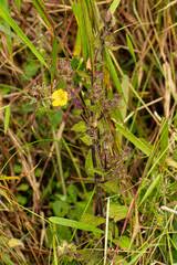 Image result for Alectra sessiliflora