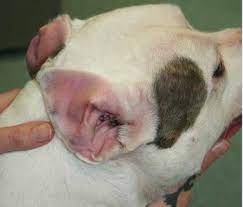 Allergic Otitis Externa In The Dog The Veterinary Nurse