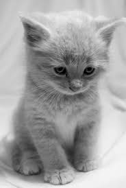 Black And White Kittens For Sale Near Me Get This Kittens For Sale Near Me Facebook View Kittens Cutest Cute Animals Cute Cats