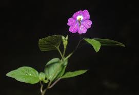 Image result for Browallia americana