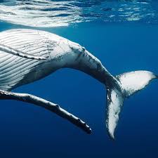 “Hula Whale” by Larry Beard, Fine Art Aluminum