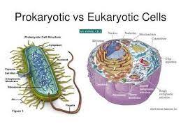 Prokaryotes have a prokaryotic cytoskeleton that is more primitive than that of the eukaryotes. Are Plant Cells Prokaryotic Or Eukaryotic Why Quora