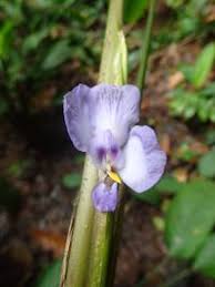 Image result for Halopegia azurea