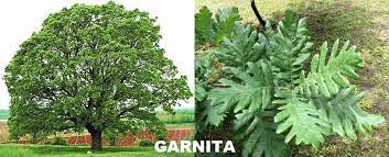 Deși populația de țicleni este stabilă la nivel european, deforestările și înlocuirea copacilor bătrâni cu păduri tinere afectează aceste păsări, care se hrănesc preponderent cu insecte și larve prezente în special pe arborii bătrâni. Geografilia 10 Specii De Foioase Din Romania