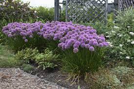 Allium Millenium Ornamental Onion Pollinator Garden Plants Allium