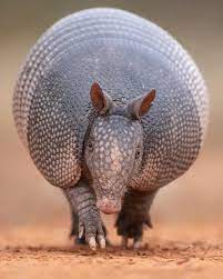 Hector Astorga Photography On Instagram Nine Banded Armadillo Coming Straight At Me Santa Clara Ranch South T Weird Animals Wildlife Animals Animals Wild