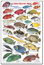 Fishes Of Australia