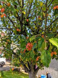 When this fungus attacks apple trees, the leaves will develop small yellow spots in late spring. Martin Hawksey On Twitter Hello Twitter Anyone Know What Tree Fruit This Is The Fruit Is Apple Like But Quite Small 2cm Long