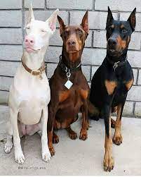 Entertaining Images From Around The Web To Waste Some Time On Wow Gallery Doberman Pinscher Animals Dog Breeds