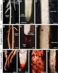 Plant root hair cell features. The Development Of A Hairless Phenotype In Barley Roots Treated With Gold Nanoparticles Is Accompanied By Changes In The Symplasmic Communication Scientific Reports