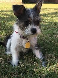 Shih Tzu Terrier Mix Black And Brown Image Result For Shih Tzu Boston Terrier Mix Cairn Terrier Mix Shih Tzu Terrier