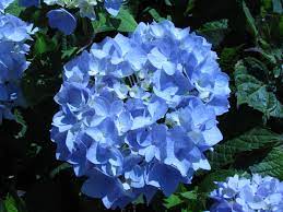 May Be Too Blue But I Kinda Like It Growing Hydrangeas Hydrangea Care Endless Summer Hydrangea