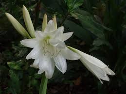 Image result for Crinum buphanoides
