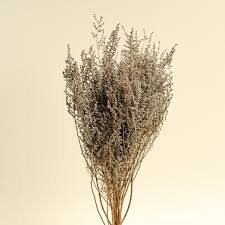 Image result for Stoebe