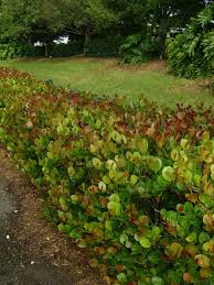 Image result for Chrysobalanus icaco