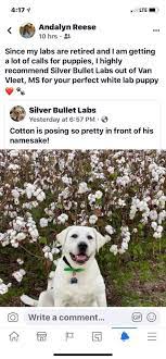 Lakeview White Labradors Home Facebook